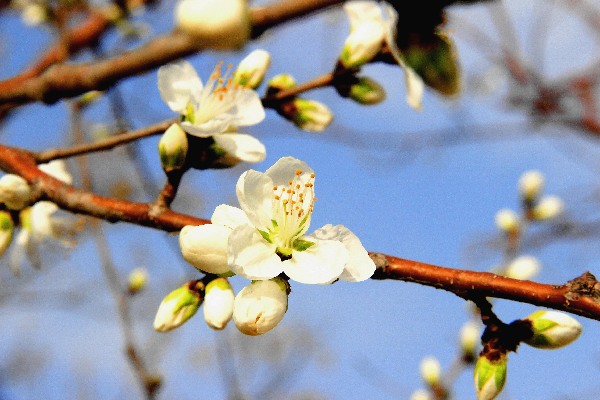 春之韵 花盛开